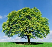 New Concentration Option Will Prepare Georgia Southern University Students for Global Sustainability Movement