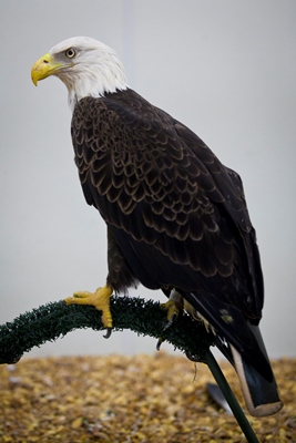 Georgia Southern University Center for Wildlife Education and the Lamar Q Ball, Jr. Raptor Center Welcome New Bald Eagle