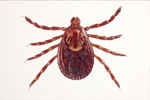 U.S. National Tick Collection Temporarily Closes to Visitors; Re-opening Scheduled for Spring 2015