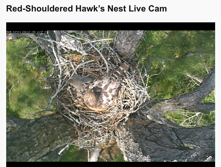 Wild red-shouldered hawks nest at Georgia Southern