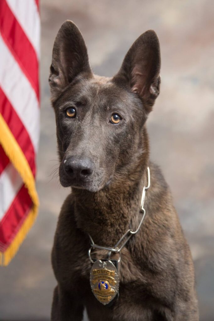 Georgia Southern University Police Department’s K-9 to get body armor
