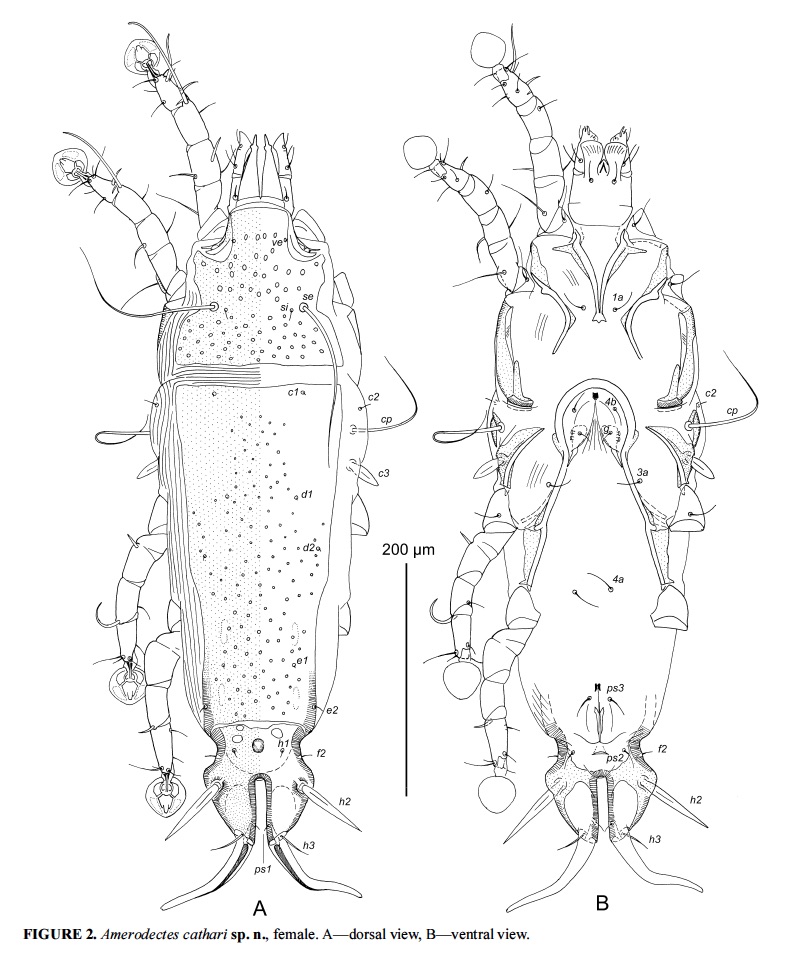 Biologists describe eight new species from the Georgia Southern Statesboro Campus
