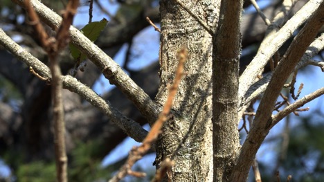 Georgia Southern leads preservation efforts for a nearly endangered tree species