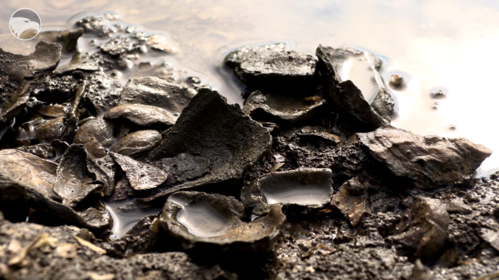 Georgia Southern graduate student is using oysters to dig for Lowcountry history