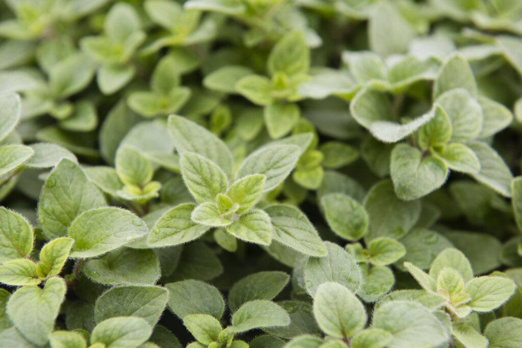Georgia Southern University unveils new master’s and doctoral degrees in environmental science