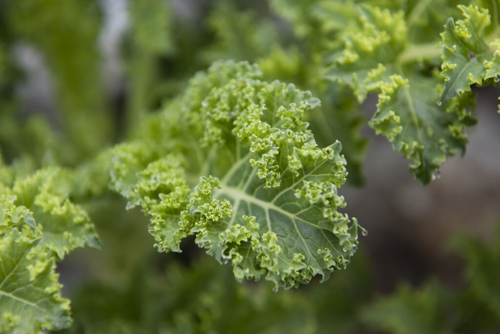 Georgia Southern University launches new School of Earth, Environment and Sustainability