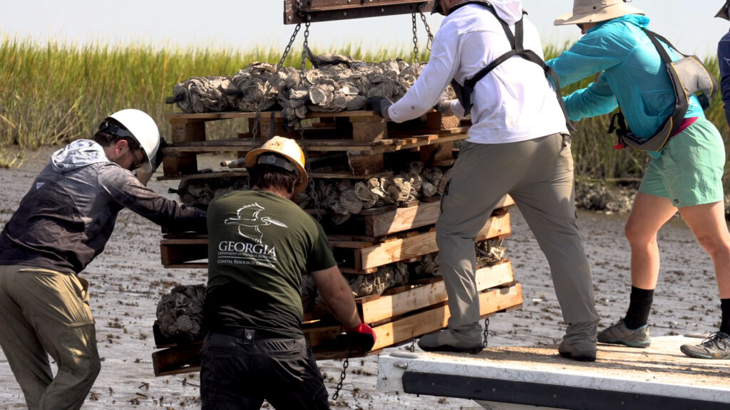 Georgia Southern University restoring coastline with oyster habitats