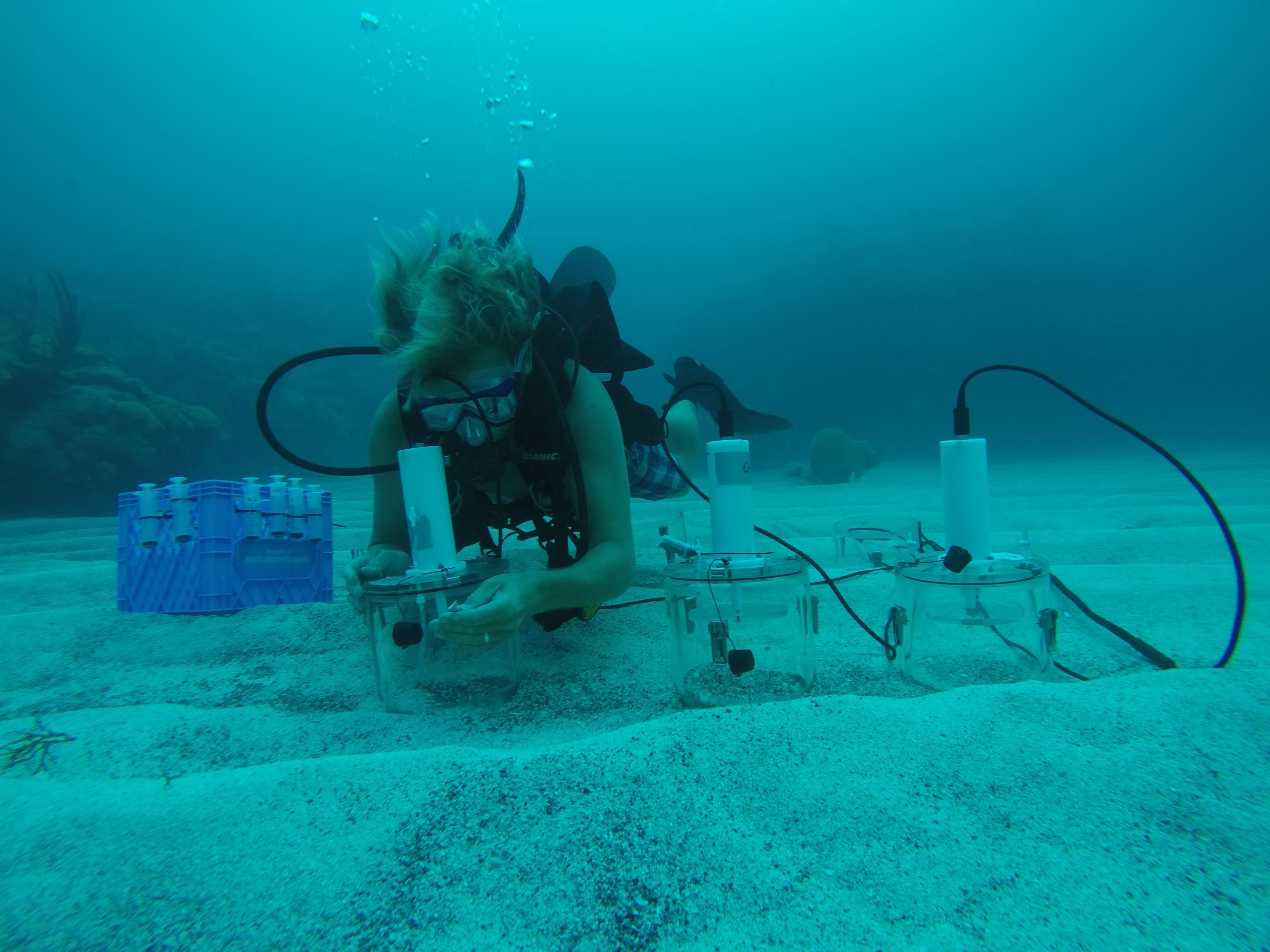 Georgia Southern University's Tyler Cyronak, Ph.D., has secured a $250,000 grant from the National Science Foundation (NSF) to investigate the pivotal role of seagrass in combating climate change. “Coastal ecosystems and coastal communities are some of the most vulnerable to climate change,” explains Cyronak.