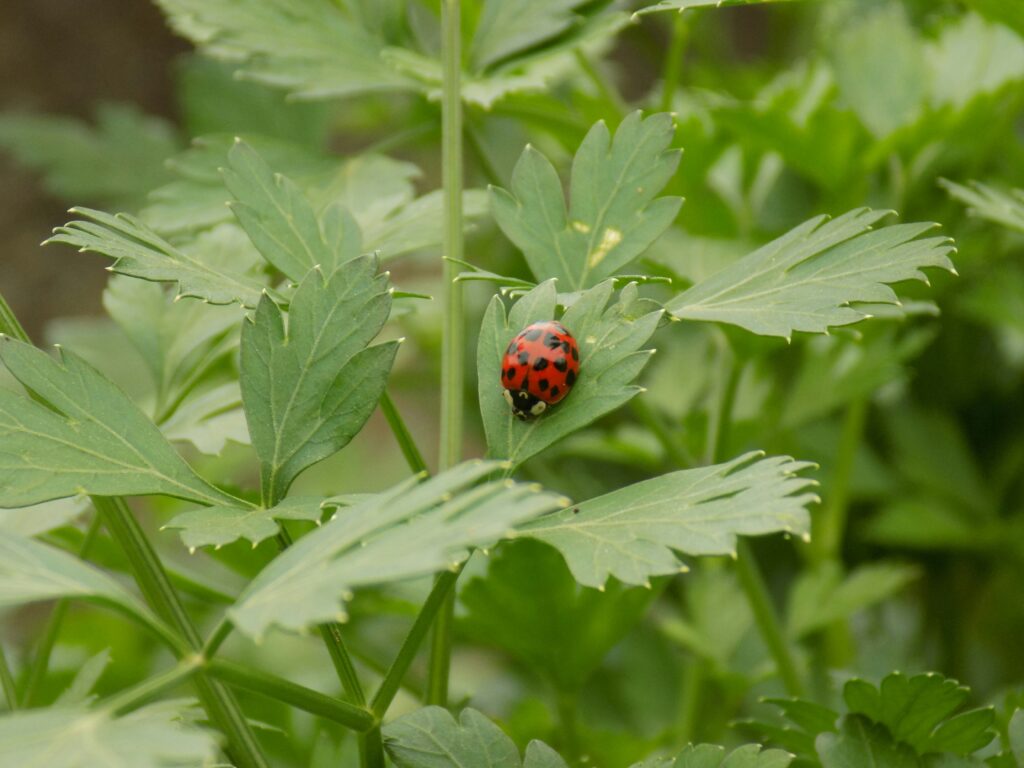Ladybug resting on a leaf in natural habitat for biology observation.