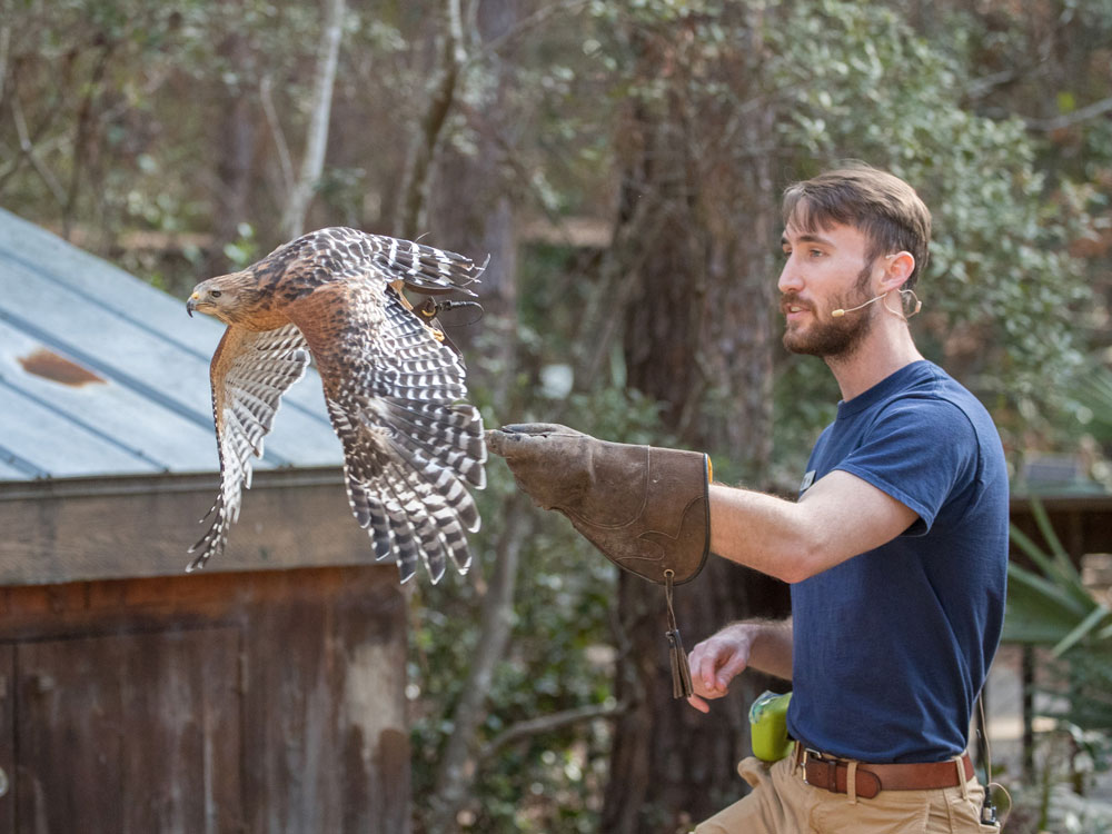 A man wearing a blue shirt and protective glove releases a hawk into the air during an outdoor demonstration, with trees and a wooden structure in the background.