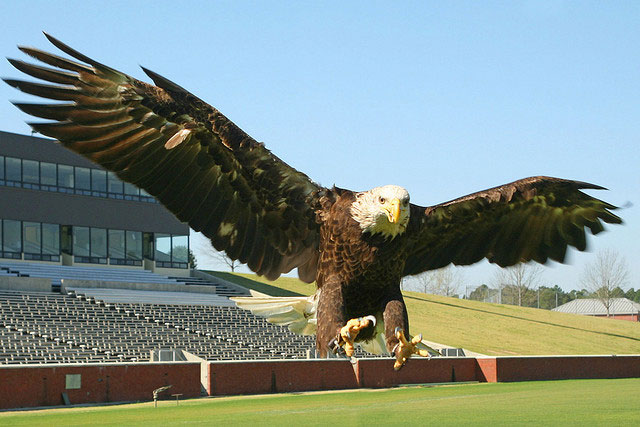 A bald eagle flies low over a grassy sports field with its wings spread wide, talons extended, and a stadium with empty bleachers in the background under a clear blue sky.