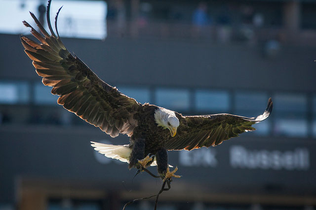 A bald eagle with wings spread wide, talons extended, swoops downward in front of a blurred building background.