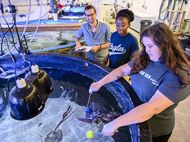 A group of Georgia Southern students observe a rehabilitating turtle for psychology research.
