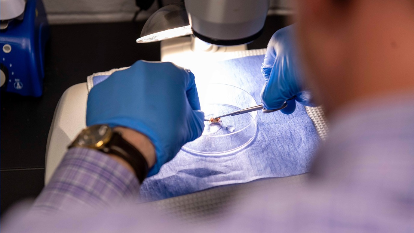 A researcher works with a tissue sample while doing fish research.