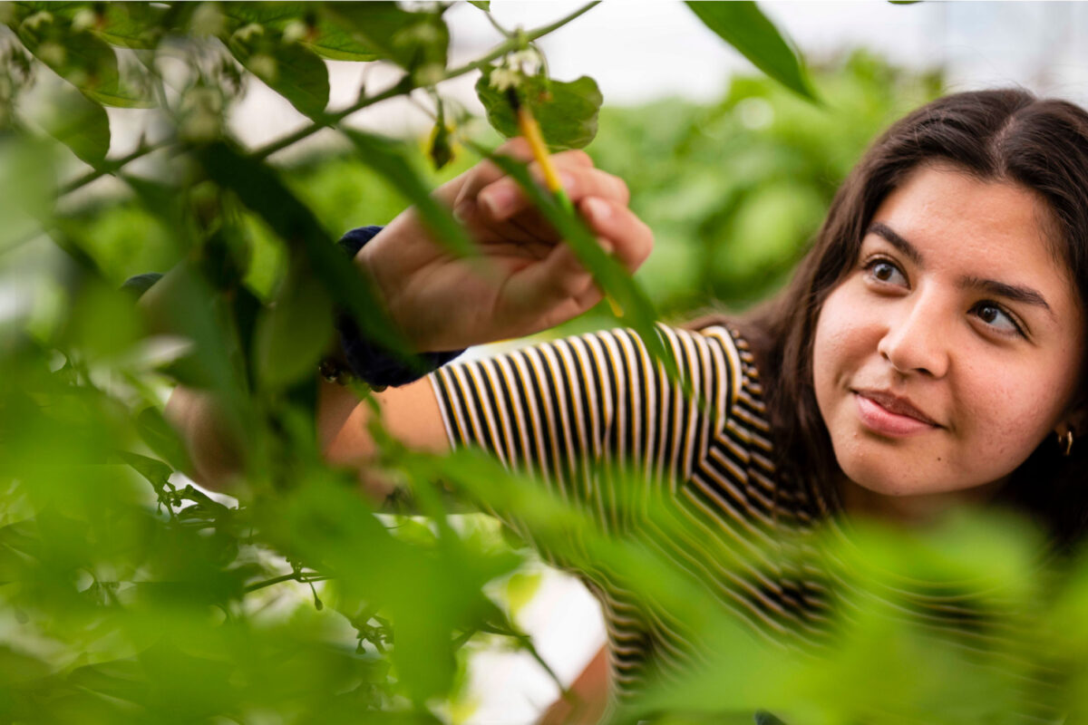 Georgia Southern student inspecting new growth on plants in the university's green house.