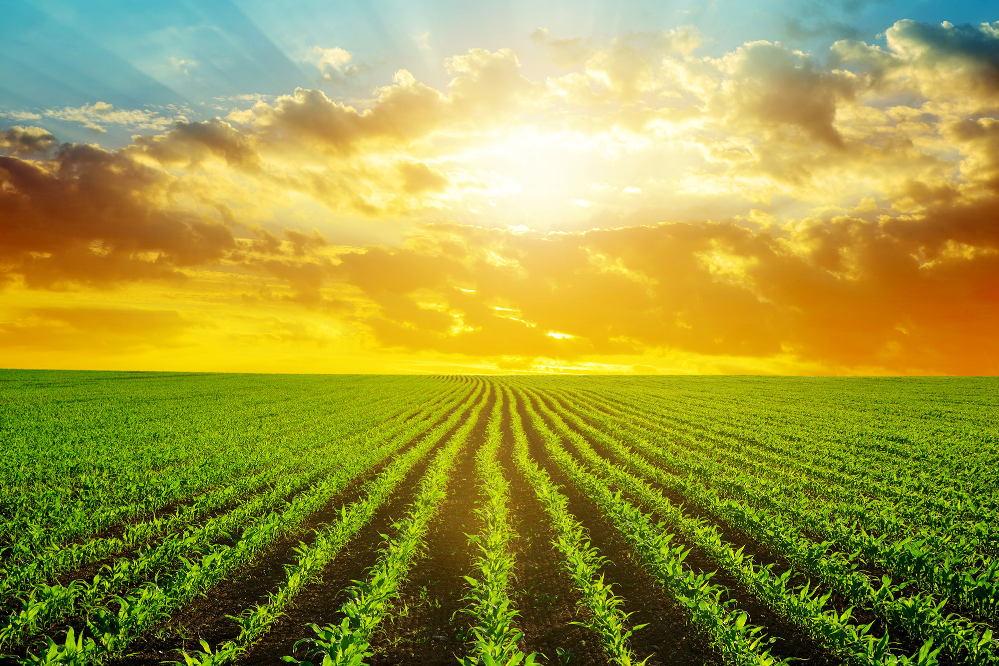 Spring rural landscape with green corn field in the sunset.