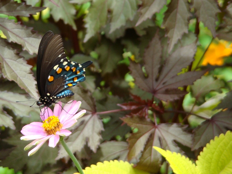 A butterfly visits a zinnia. Other species of plants are in the background.
