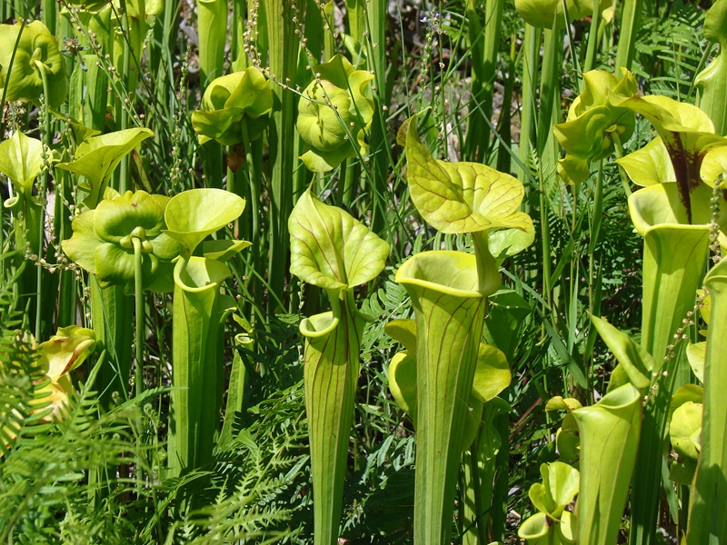 Pitcher plants in a bog with other water-loving species.