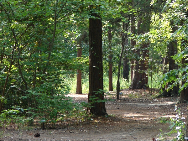 A woodland trail at the Georgia Southern Botanic Garden.