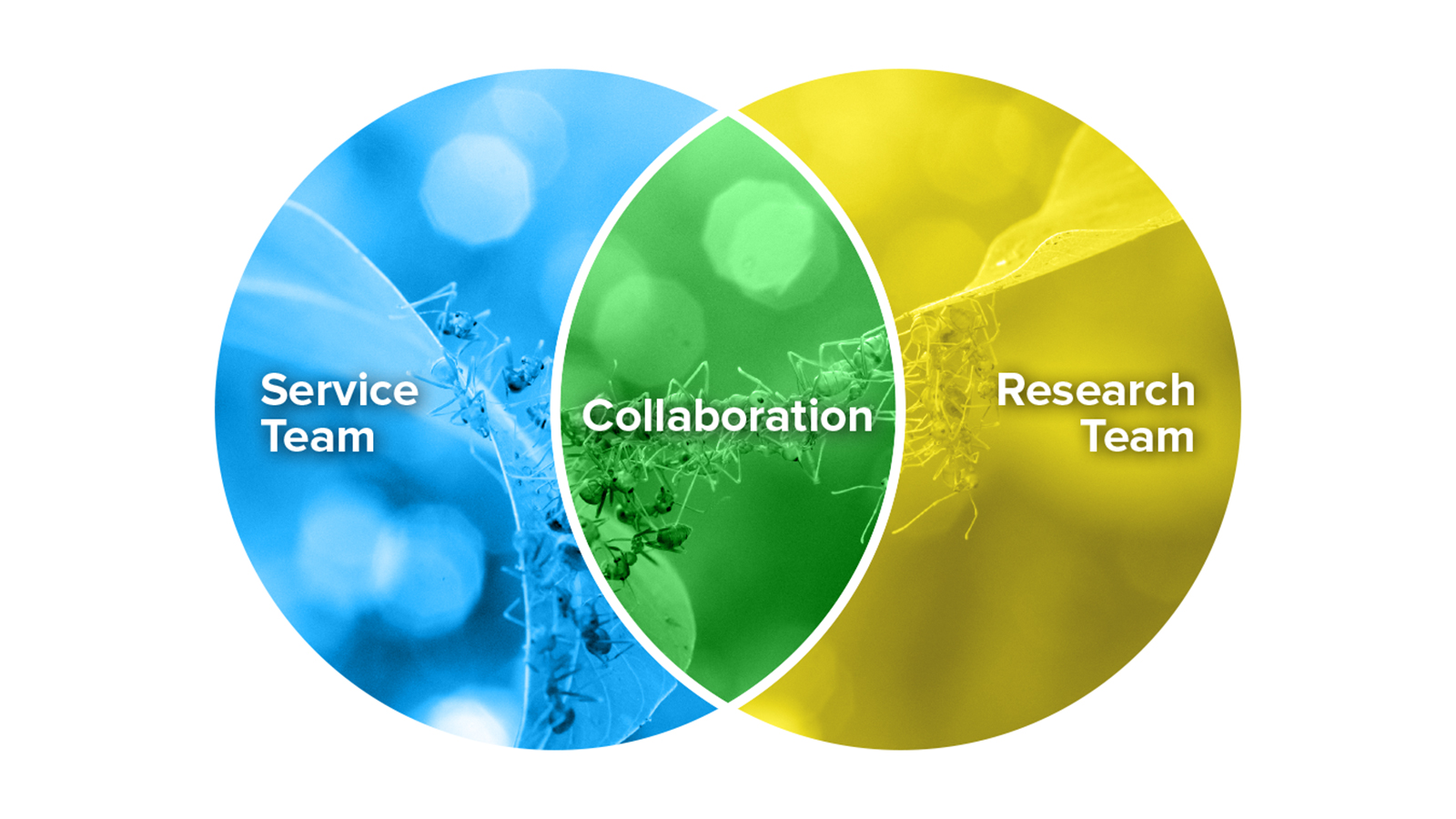 Service Team. Collaboration. Research Team.