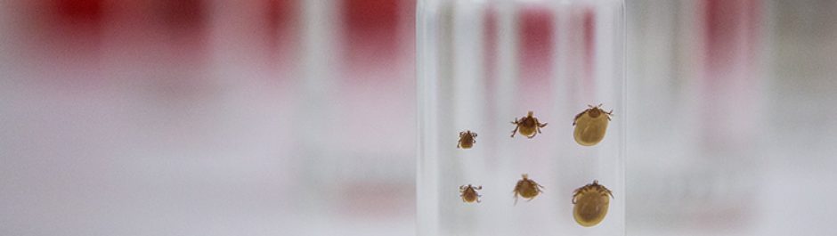 A collection of six ticks in a glass jar.