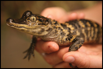 American Alligator