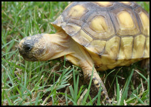Gopher Tortoise
