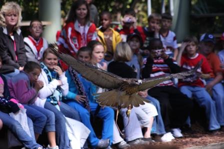 Red-tailed Hawk in Flight Show