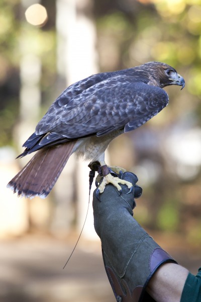 Red-tailed Hawk