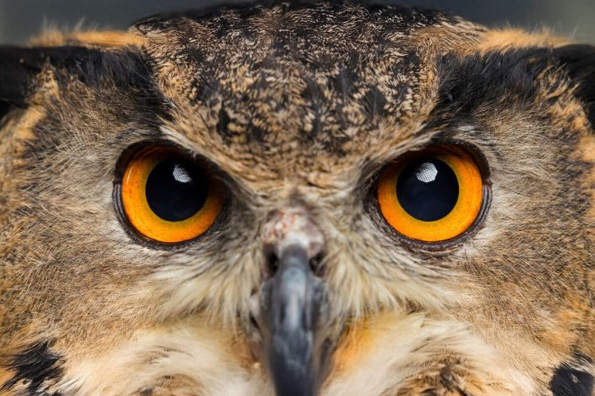 Eurasian Eagle Owl
