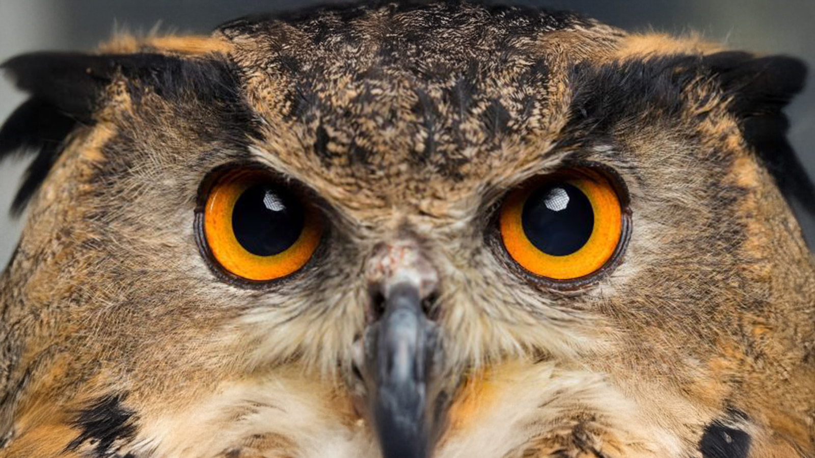 Eurasian Eagle Owl