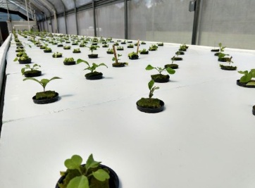 Plants growing in hydroponic system