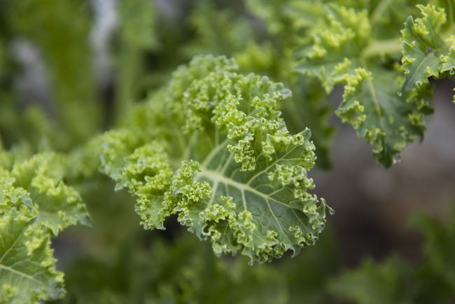 On July 1, the College of Science and Mathematics at Georgia Southern University will launch a new School of Earth, Environment and Sustainability. The SEES will bring together the geosciences program and the James H. Oliver, Jr., Institute for Coastal Plain Science.