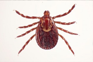 The U.S. National Tick Collection will be closed until Sprint 2015 in an effort to