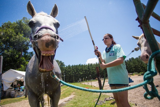 Student Washing Horse