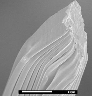 Figure 2. SEM of a high surface area winged fiber with tailored nano-channels.