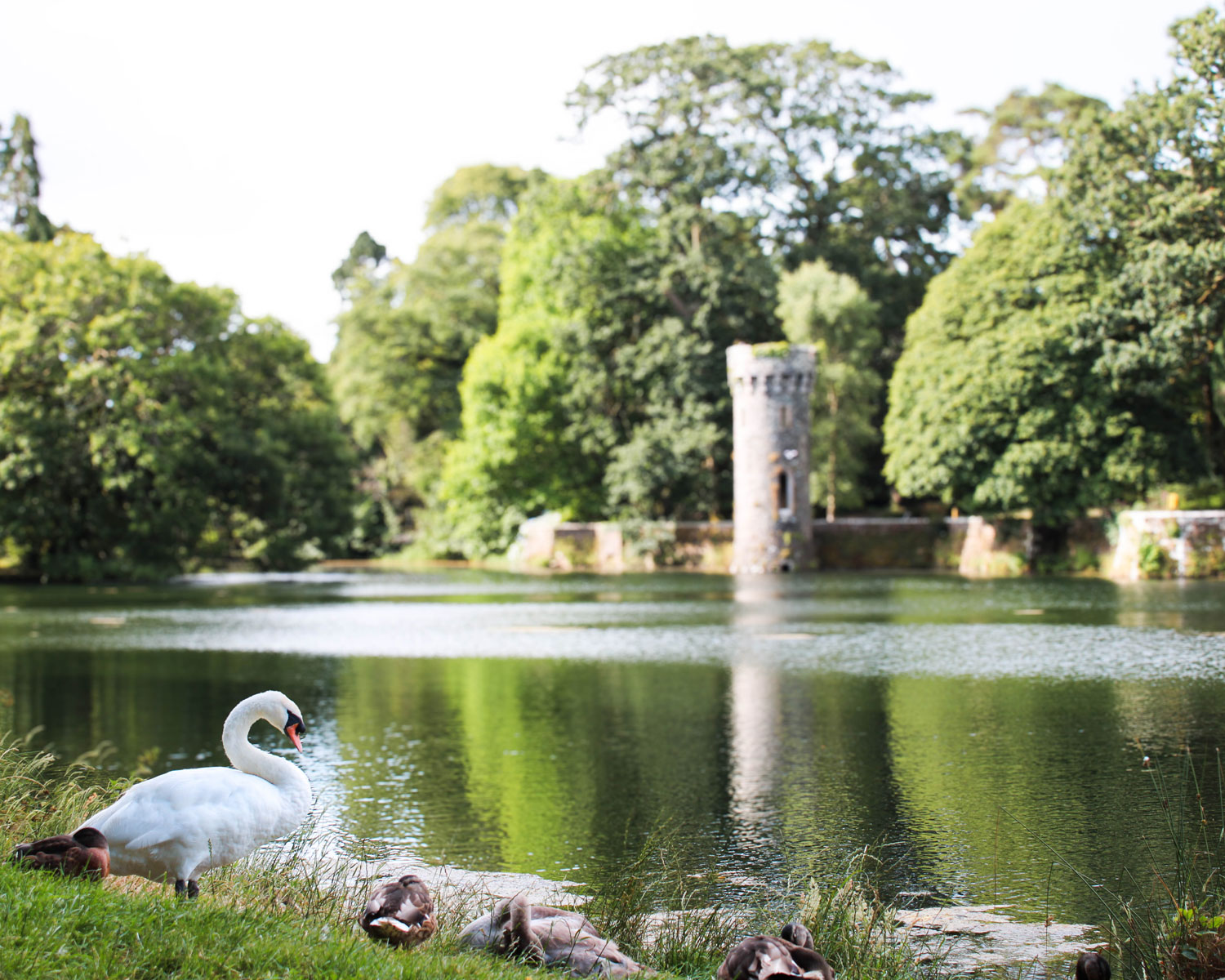 Lake with small castle tower in the background, lush green trees all around and swans in the foreground.