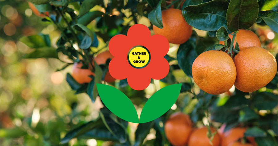 Gather and Grow, Picture of oranges