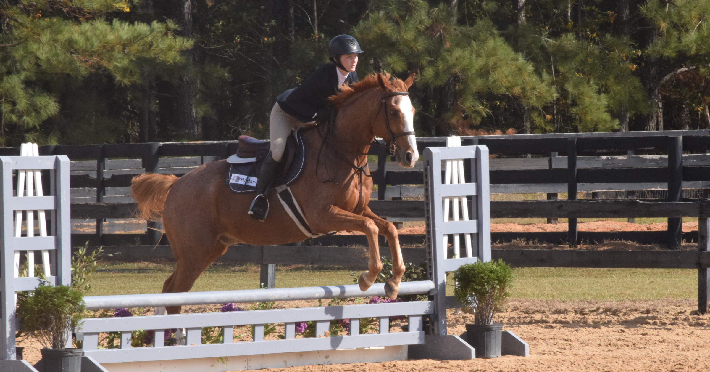 Rider wearing helmet and dark jacket on a chestnut horse jumping a gray and white fence in an outdoor arena.